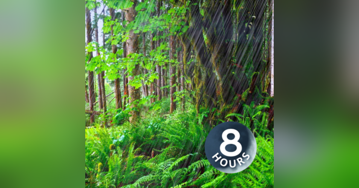 Forest Rain Sounds for Sleeping or Studying 8 Hours | Nature White Noise Forest Rain Sounds for Sleeping or Studying 8 Hours | Nature White Noise
