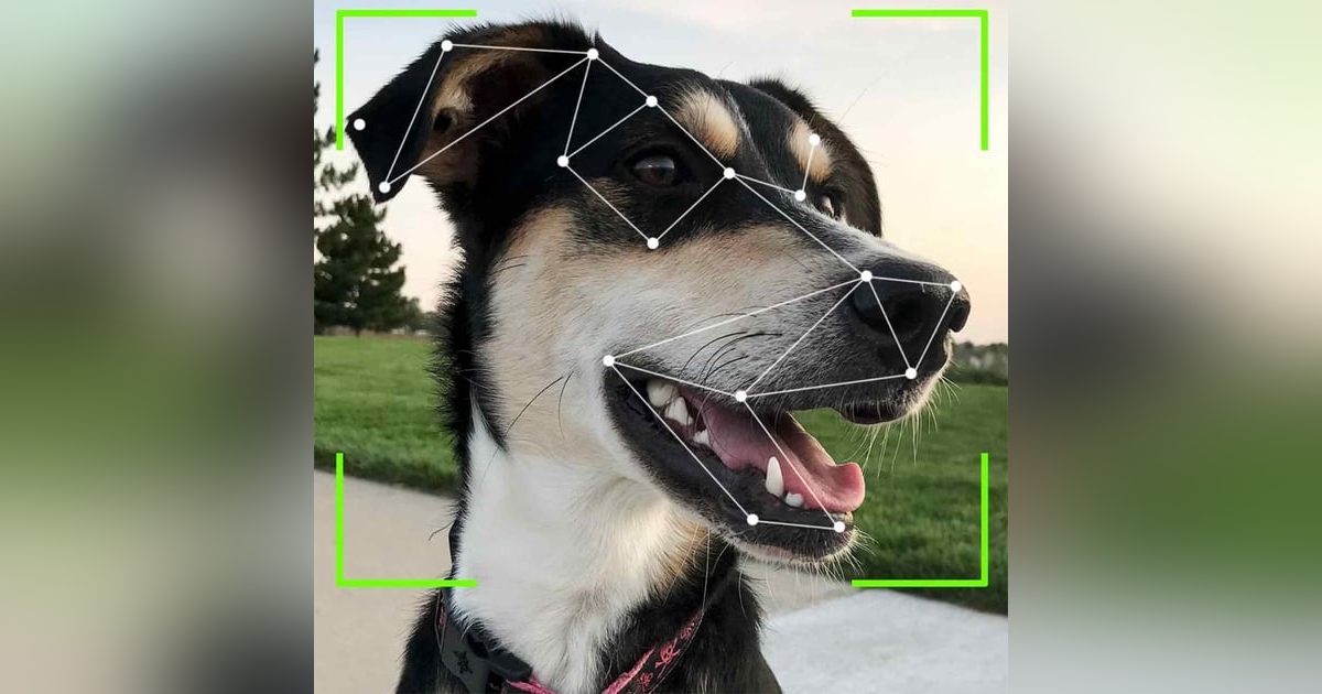 Sharing Your Bed With Your Pet Leads to Bad Sleep Quality - Using High-Tech To Find Homes Sharing Your Bed With Your Pet Leads to Bad Sleep Quality - Using High-Tech To Find Homes