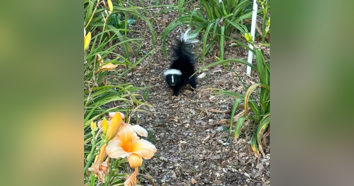 Ep 59: A Skunk in the Daylily Field Ep 59: A Skunk in the Daylily Field