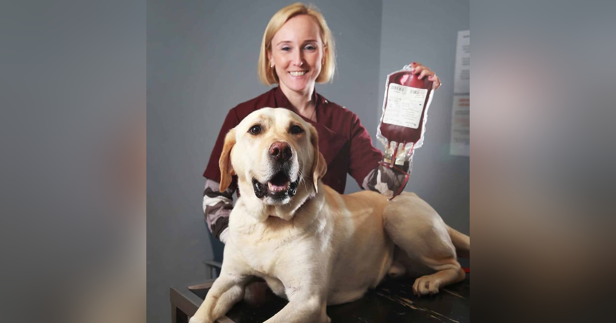 1257. Is Dog Blood Different Than Cat Or Human Blood? 1257. Is Dog Blood Different Than Cat Or Human Blood?