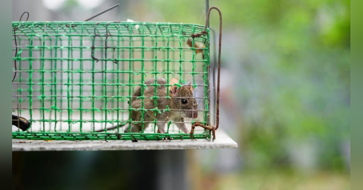 image for Spring Cleaning Can Kill: Hantavirus Risks in Your Home