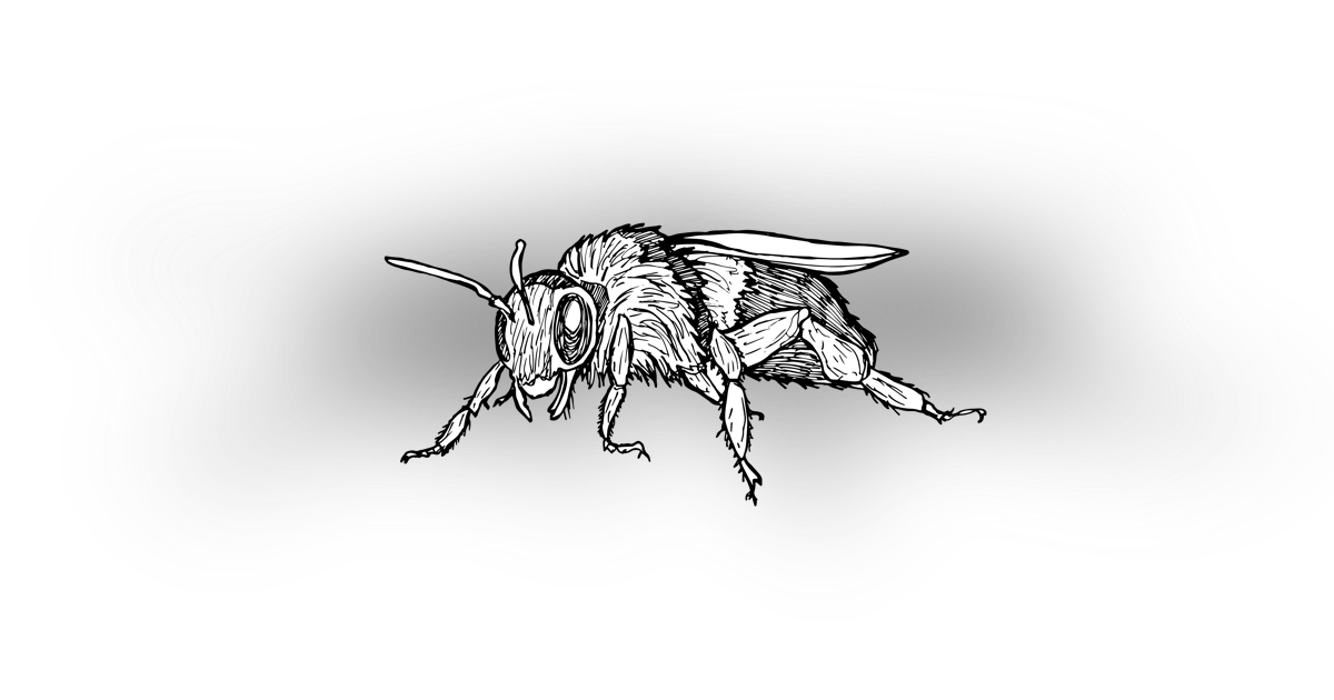 The Ashy Mining Bee The Ashy Mining Bee