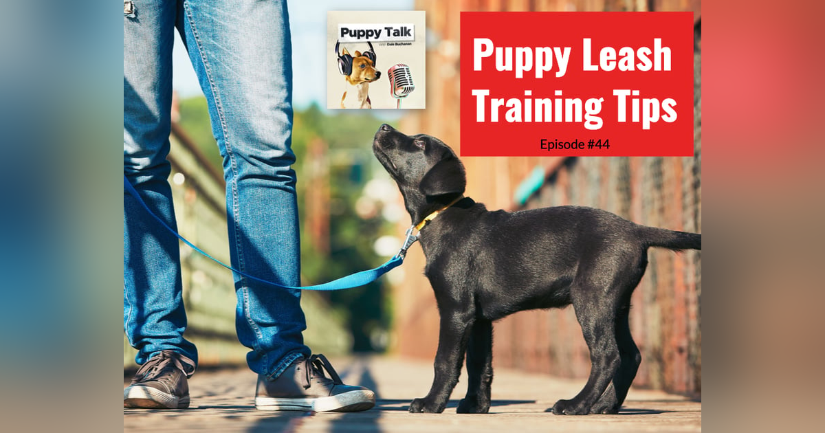 Puppy Leash Training Tips Puppy Leash Training Tips