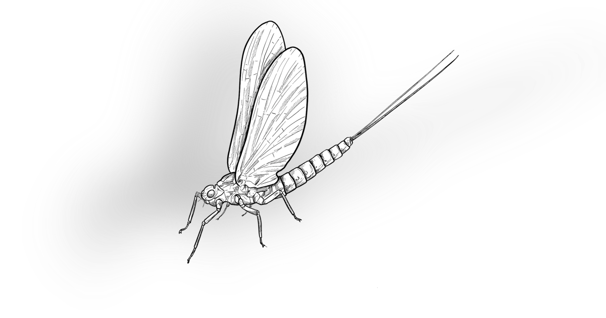 The Mayfly The Mayfly