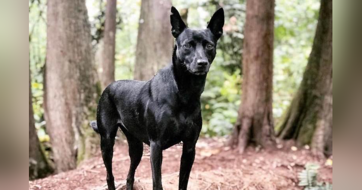 The Taiwan "Tugou," or Mountain Dog – Snack 01 The Taiwan "Tugou," or Mountain Dog – Snack 01