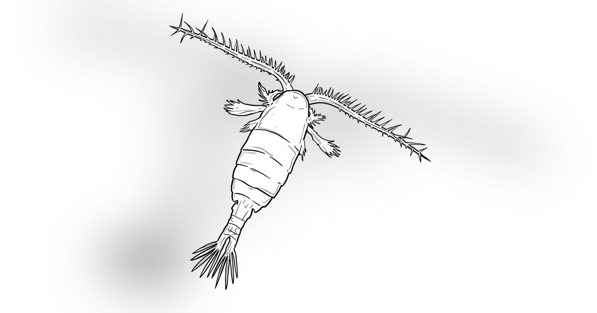 The Copepod The Copepod