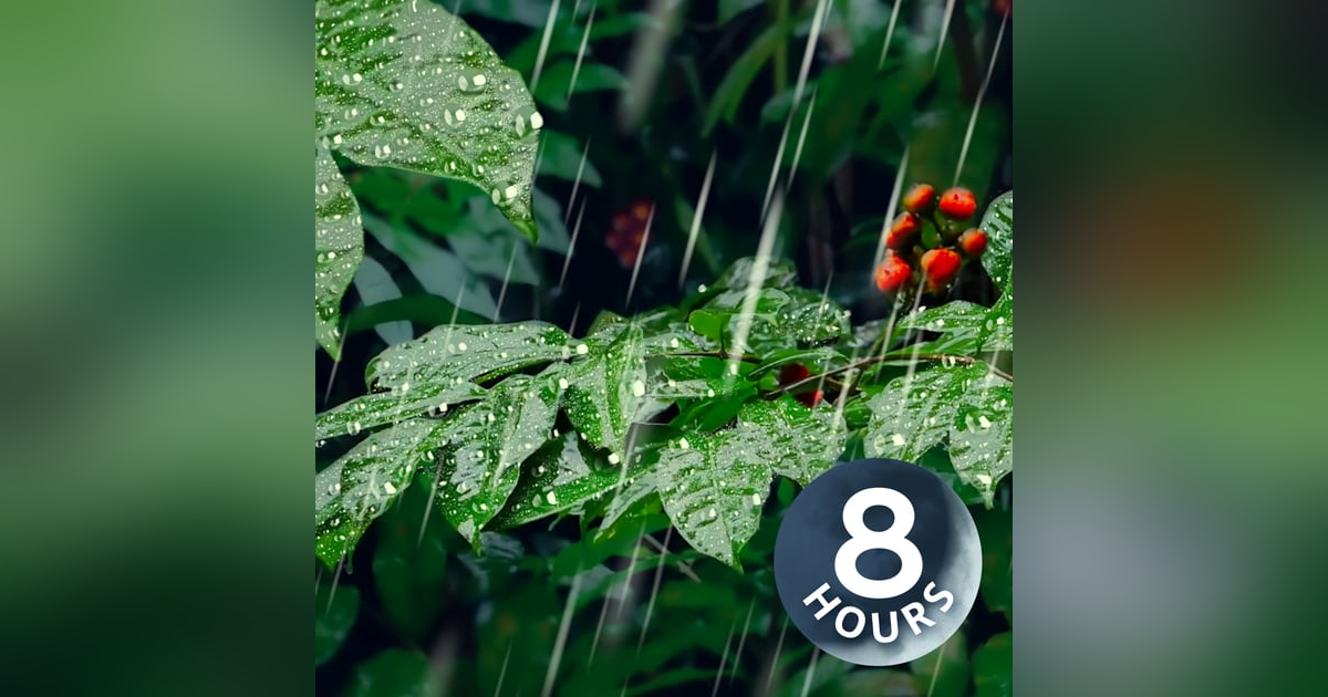 Heavy Rain in Forest | 8 Hour Rain Sounds for Sleeping Heavy Rain in Forest | 8 Hour Rain Sounds for Sleeping
