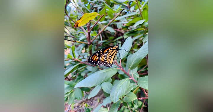 image for 🦋 The bad news that might be good news