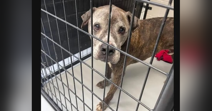 image for Why 'Saving Them All' Can Hurt More Animals Than It Helps