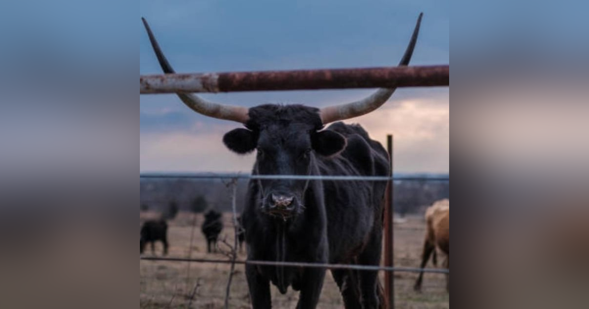 SoberNotMature - Episode 70 (Setting Our Boundaries - Keeping Out The Bull) SoberNotMature - Episode 70 (Setting Our Boundaries - Keeping Out The Bull)