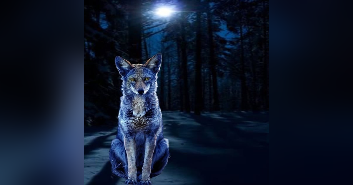 El NAHUAL Coyote Historias De Terror - REDE El NAHUAL Coyote Historias De Terror - REDE