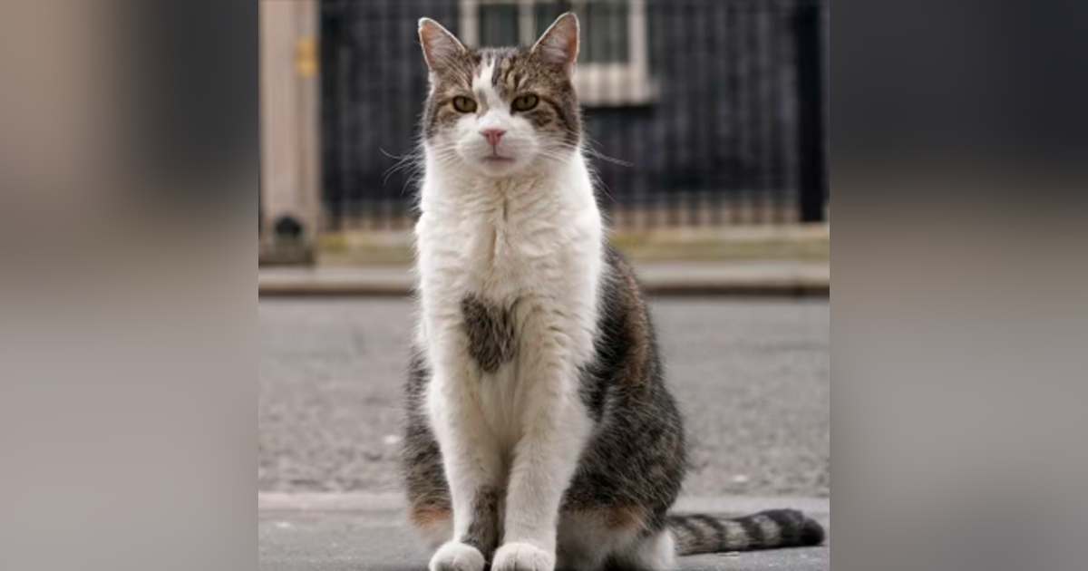 Meet Larry the Cat, Britain's Unofficial Political Mascot Meet Larry the Cat, Britain's Unofficial Political Mascot