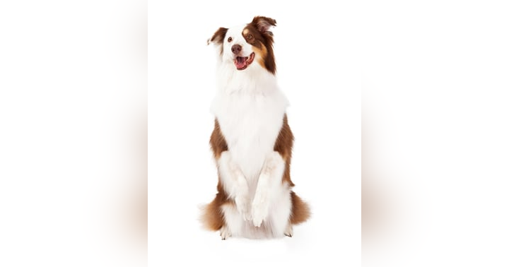 image for Nutrition and Pet Health: The Basics