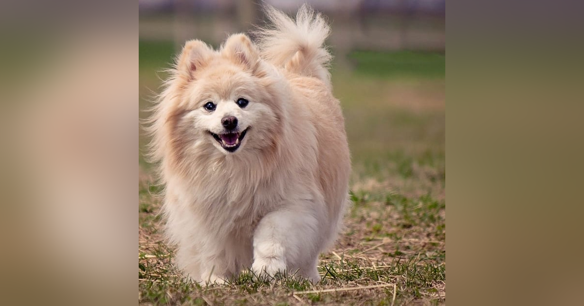 A Dog's Life A Dog's Life