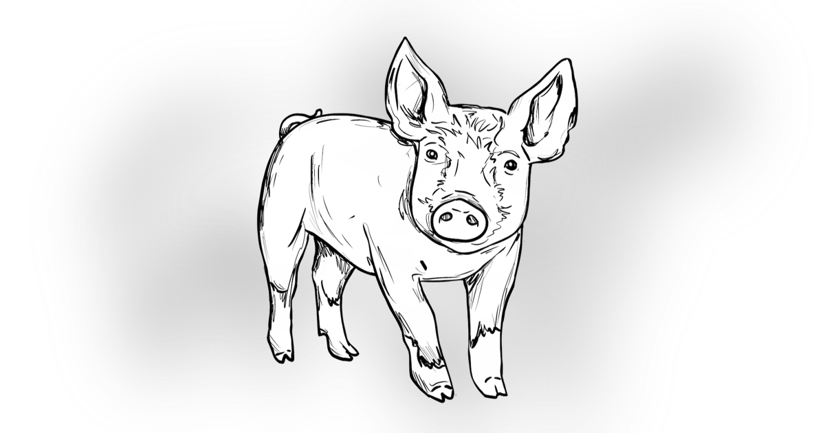The Berkshire Pig The Berkshire Pig