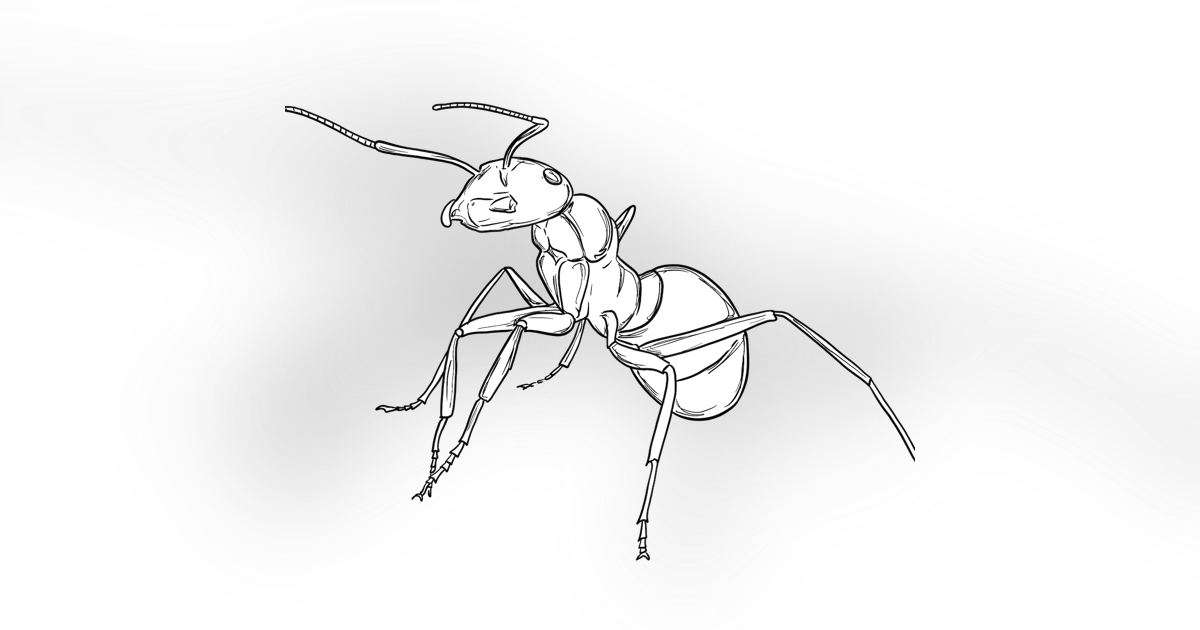 The Wood Ant The Wood Ant