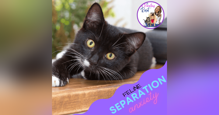 image for Separation Anxiety in Cats