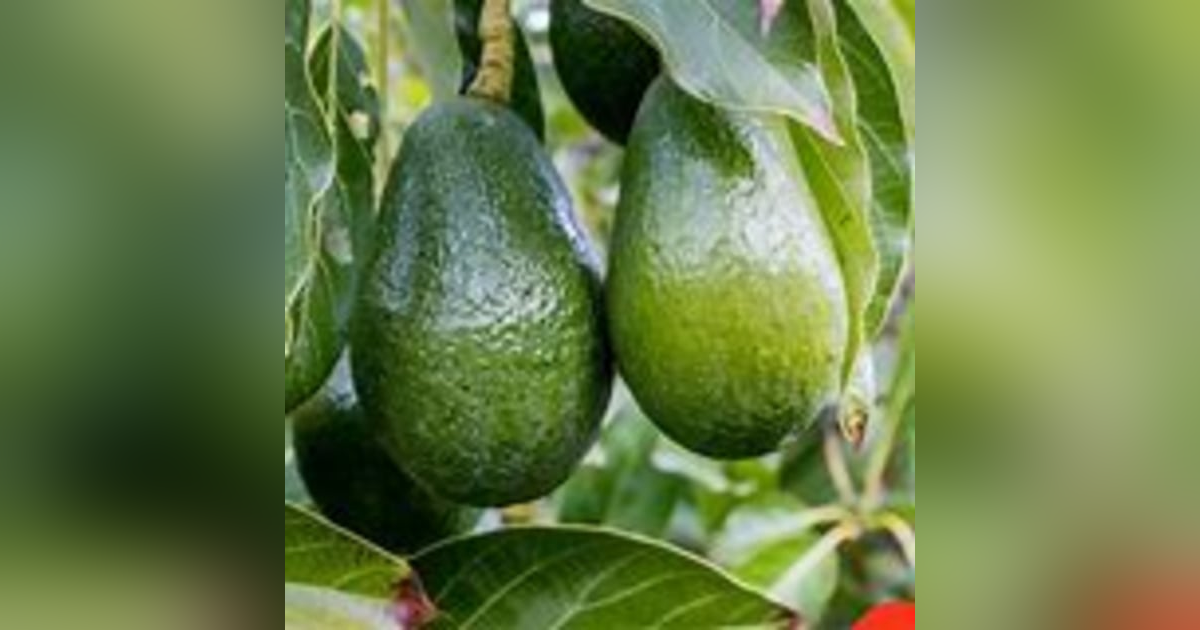 Strange Fruit Strange Fruit