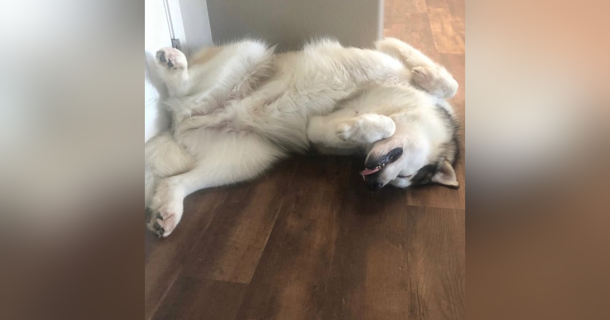 Culper's Canteen Cup S01E82 Culper's Canteen Cup S01E82