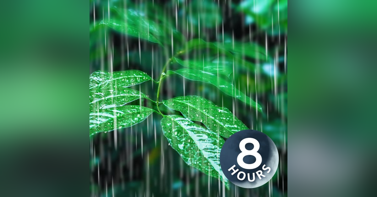 Rainfall on Forest Foliage | 8 Hours Rainstorm Sounds for Sleeping Rainfall on Forest Foliage | 8 Hours Rainstorm Sounds for Sleeping