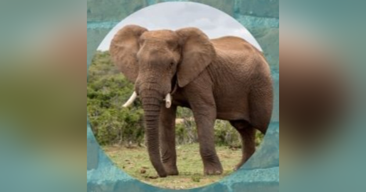 Ifa & Animals: The Elephant Ifa & Animals: The Elephant