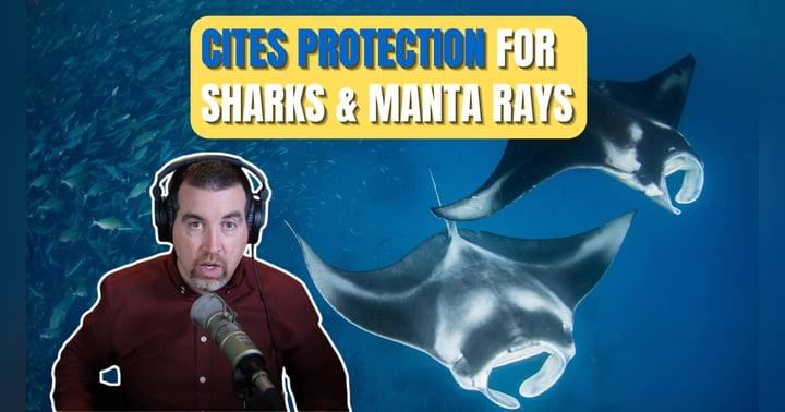image for A Marine Wildlife Victory: Why New Protections for Manta Rays and Sharks Matter More Than Ever