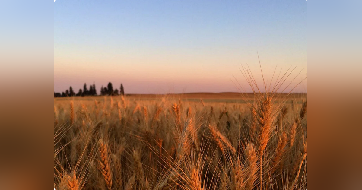 Glyphosate in Water, Soil, Food – Protect Your Health