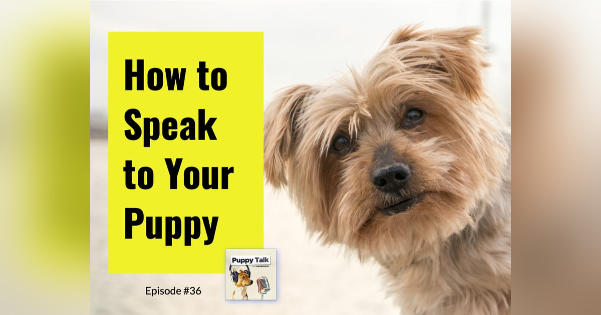 How to Speak to Your Puppy How to Speak to Your Puppy