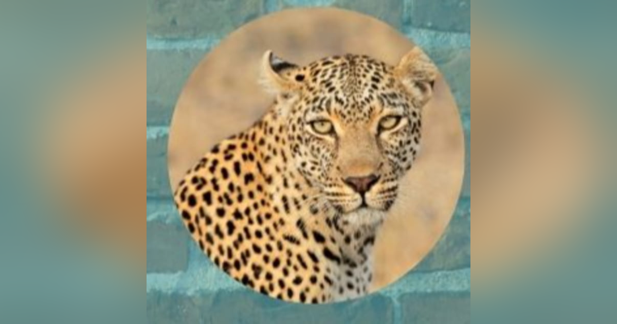 Ifa Animals Leopard Ifa Animals Leopard
