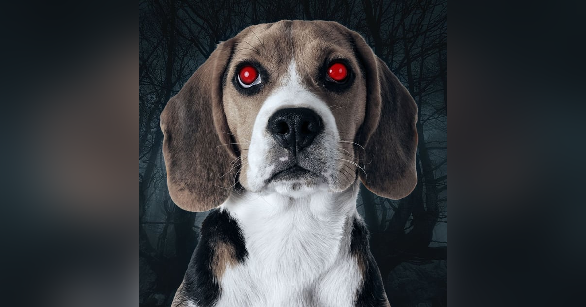 Ep.181 – I Know Who You Are - What Lurks in the Woods?! Ep.181 – I Know Who You Are - What Lurks in the Woods?!