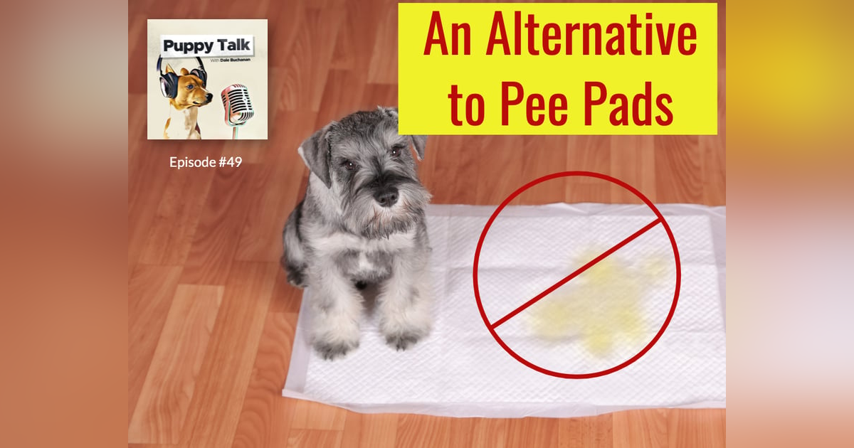 An Alternative to Pee Pads An Alternative to Pee Pads