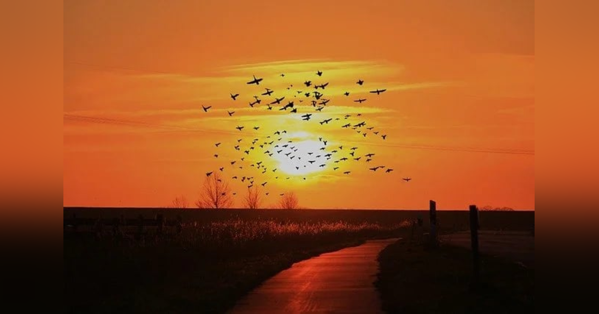 Ep 19: When Birds Make a Blip Ep 19: When Birds Make a Blip