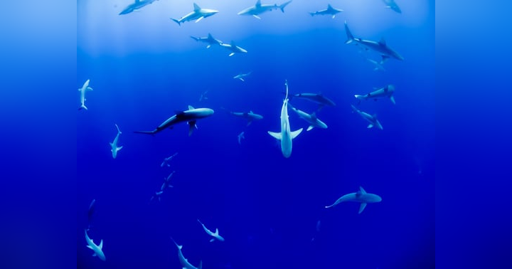 image for Celebrating Shark Research and Education with James Lea and Save Our Seas