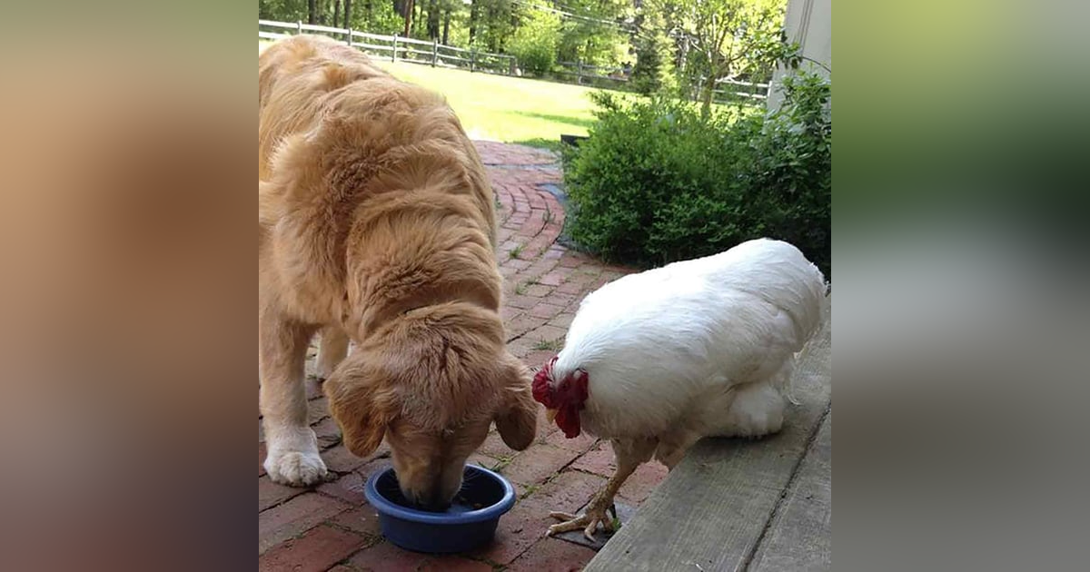How A Rooster Made Me A Family Man How A Rooster Made Me A Family Man