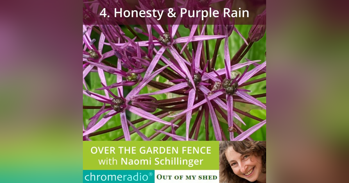 OVER THE GARDEN FENCE 4 | Honesty & Purple Rain OVER THE GARDEN FENCE 4 | Honesty & Purple Rain