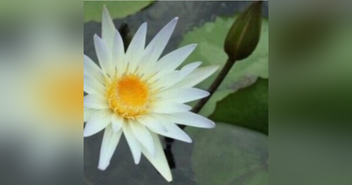 Ian Ferguson -- White Lotus of Light Ian Ferguson -- White Lotus of Light