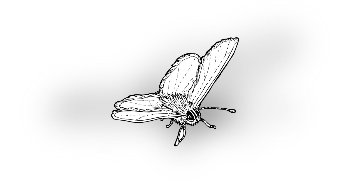 The Holly Blue Butterfly The Holly Blue Butterfly