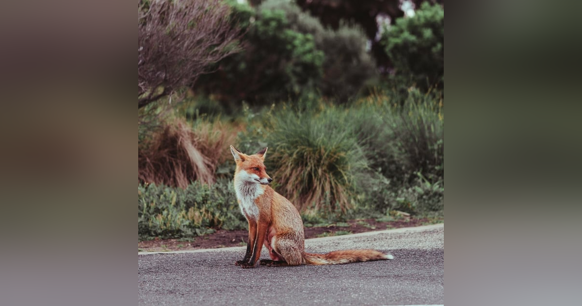 #94- The Hurried Fox #94- The Hurried Fox