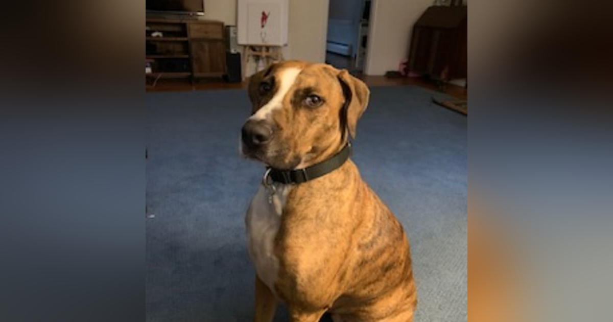 #59 - My Dog Zeke #59 - My Dog Zeke