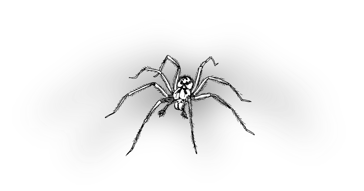 The House Spider The House Spider
