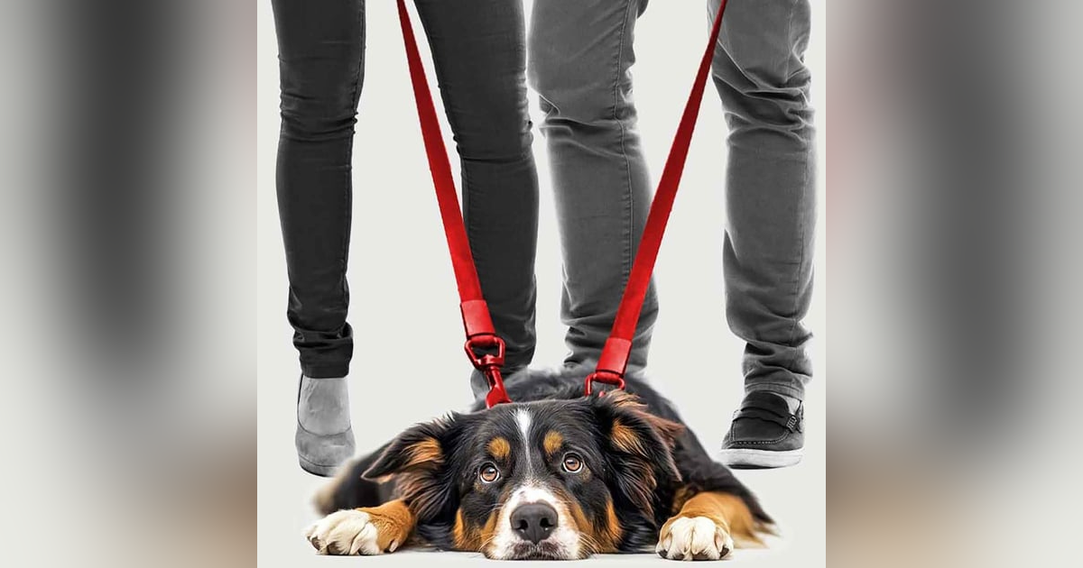 Who Gets The Pet In A Divorce? Who Gets The Pet In A Divorce?