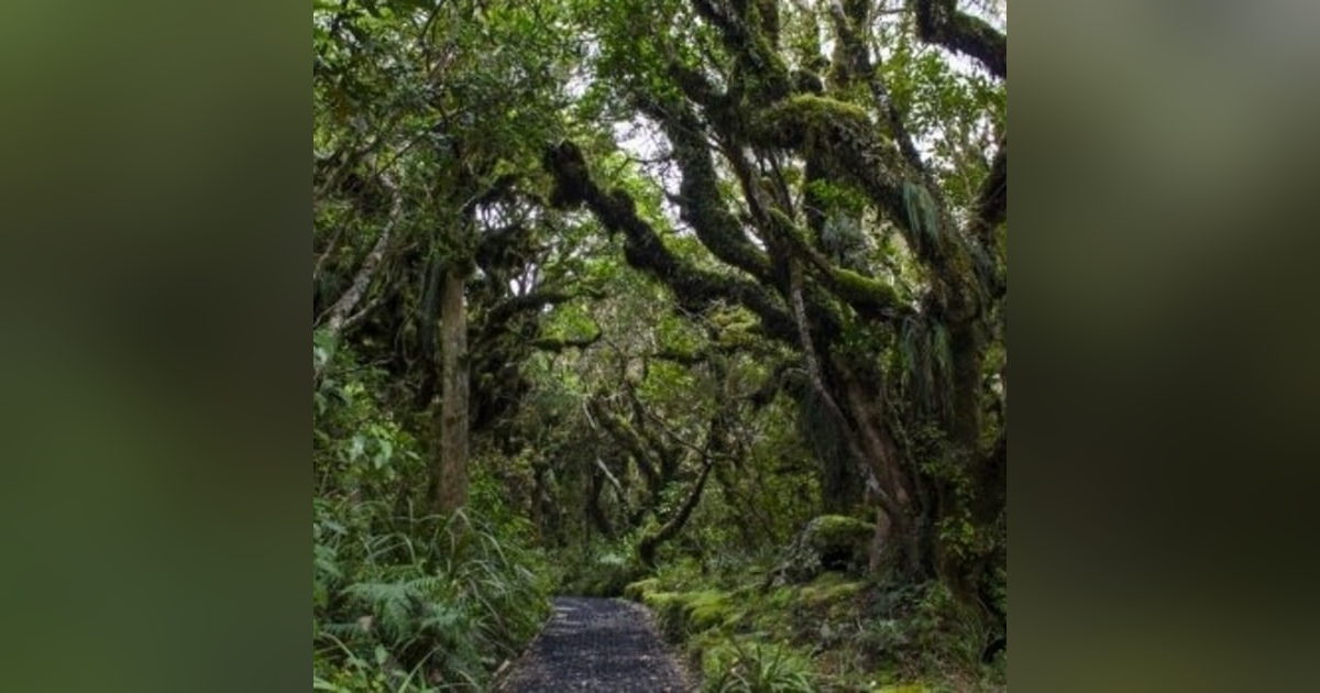 Historias de Miedo Agosto 5 2021 LOS CHANEQUES Historias de Miedo Agosto 5 2021 LOS CHANEQUES