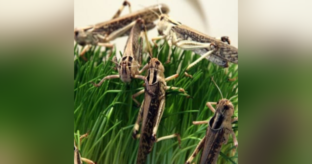 214: Are we smarter than bugs? 214: Are we smarter than bugs?