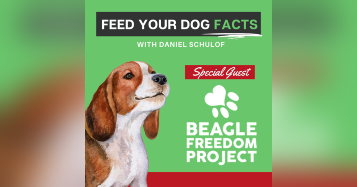 Special Guest: Beagle Freedom Project with Melissa McWilliams Special Guest: Beagle Freedom Project with Melissa McWilliams