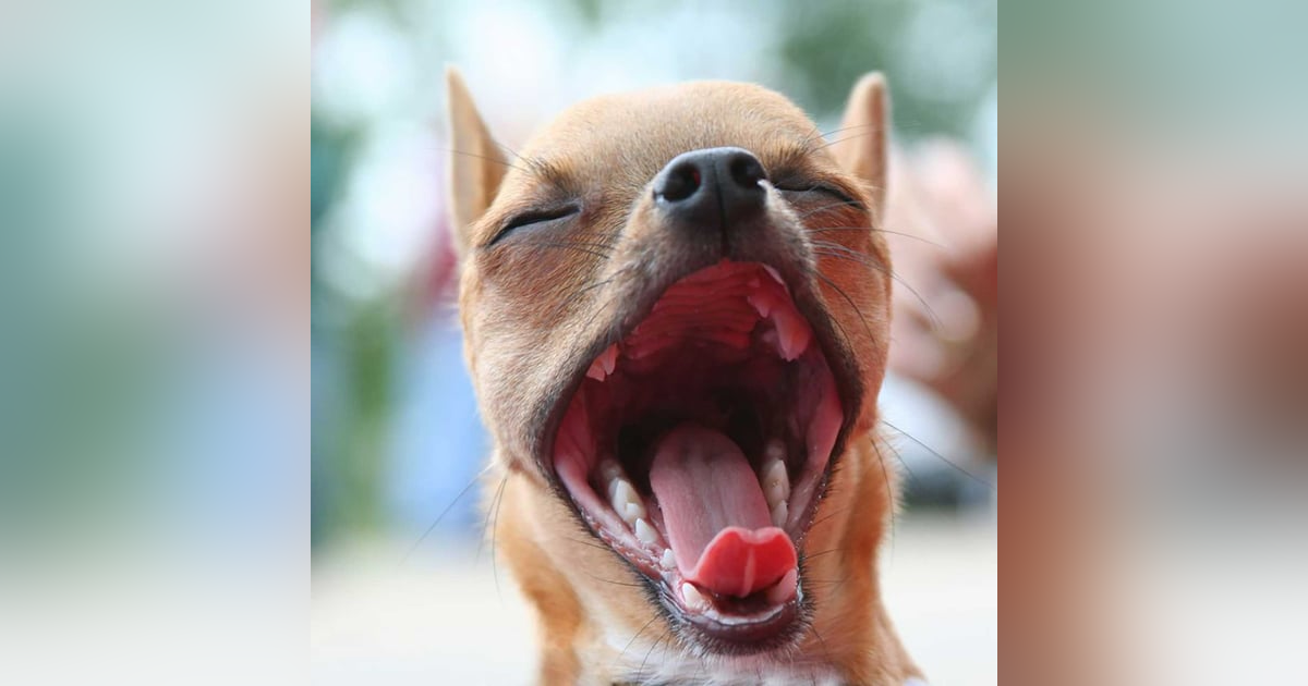 The Lowdown on Dog Yawns - Family Pet Swallows Diamonds. What's Next? The Lowdown on Dog Yawns - Family Pet Swallows Diamonds. What's Next?