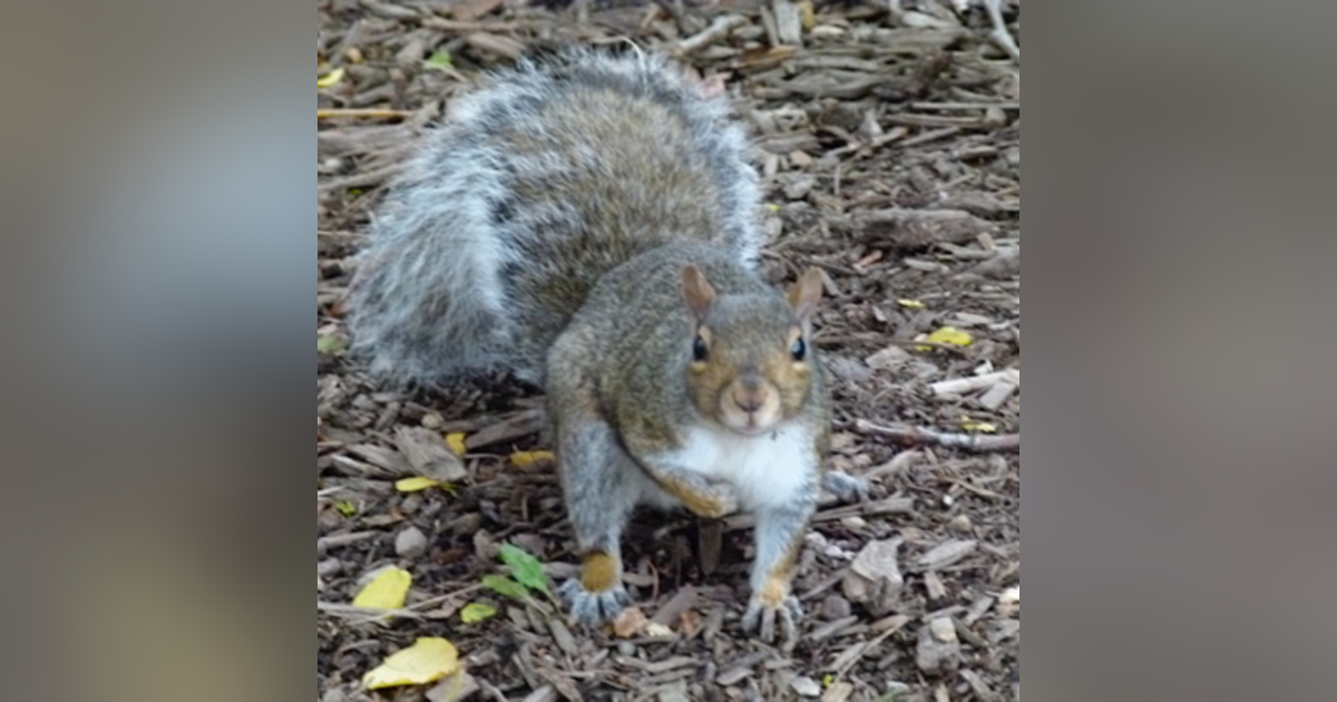 80. Little Critters 80. Little Critters