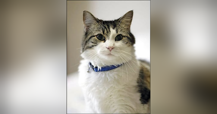 image for Oscar the Cat: A Furry Harbinger of the Inevitable