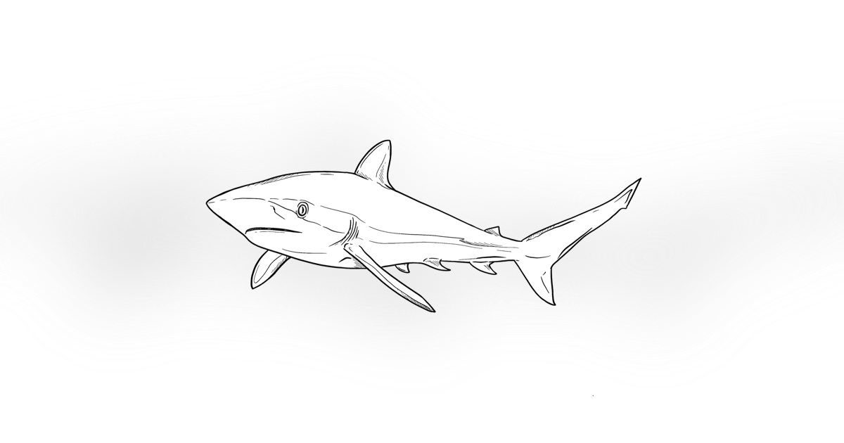 The Silky Shark The Silky Shark
