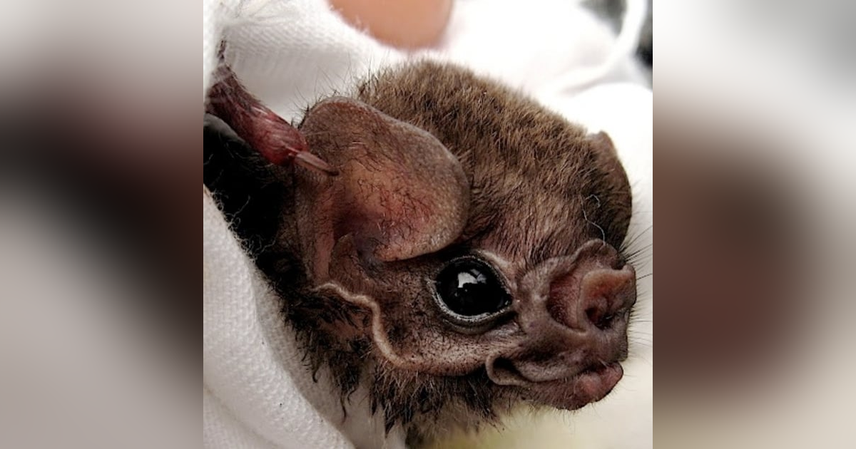 Gerry Carter, VAMPIRE BATS! Gerry Carter, VAMPIRE BATS!