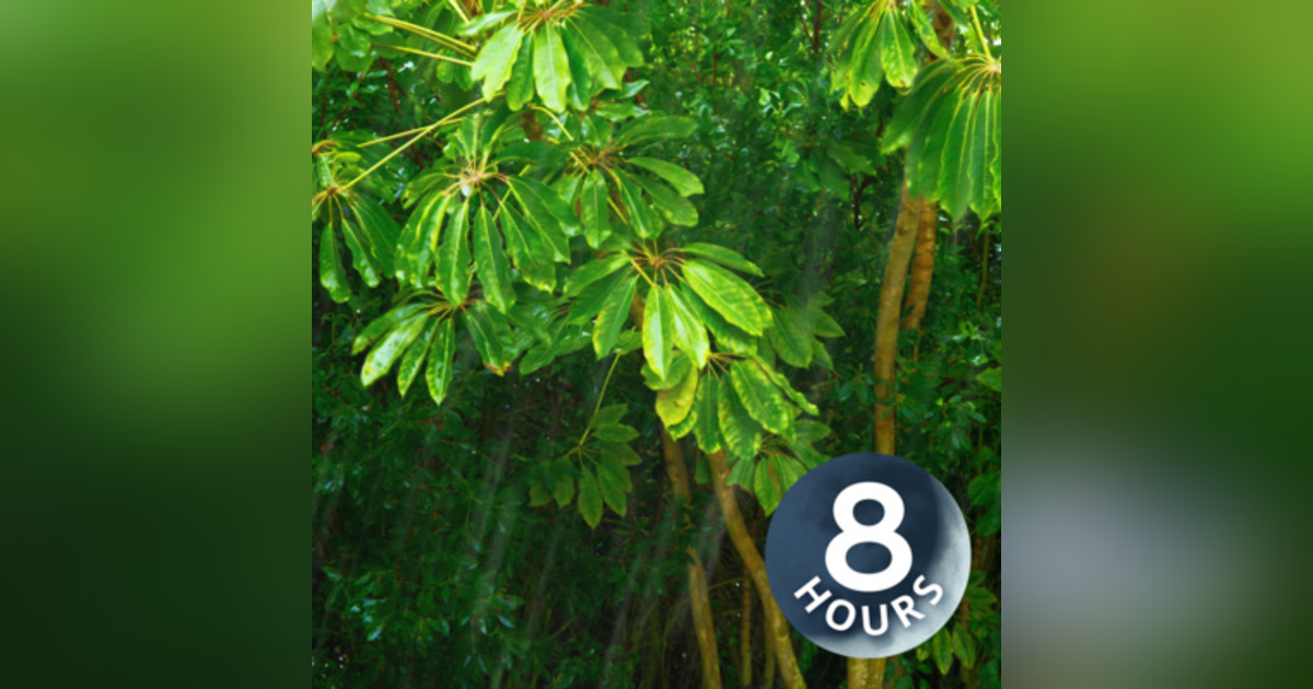 Tropical Rainstorm Sounds for Sleeping or Studying | White Noise 8 Hours Tropical Rainstorm Sounds for Sleeping or Studying | White Noise 8 Hours
